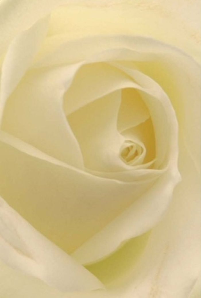 Examining this classic white rose up close, prepared by a seasoned Eastcote florist, reveals the gentle sophistication woven into every petal. Each fold is a study in tranquil harmony, blending shades of white and cream that capture Eastcote's soft morning light-a luminosity that seems to radiate from within, much like the glow that falls across the cottages on Elm Avenue. The layering of petals forms a perfect spiral, suggesting resilience, purity, and a quiet romanticism ideal for expressing apology, love, or as a wedding centrepiece reflecting the area's grace. Subtle shifts in tone and gentle shadows add natural beauty and depth, making each petal unique. The bloom's almost unspoken fragrance carries the same serenity that characterizes strolls through Eastcote's parks. It is a bouquet that resonates wholly with the gentle artistry of Eastcote Flowers, a meaningful gesture for every emotion, thoughtfully crafted for the community it serves.